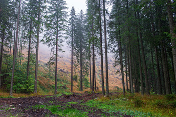 sunny autumn forest with large tree trunks