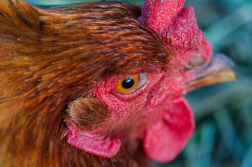 The head of a chicken that lives on a farm, close-up