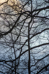 tree tops in forest growing to the blue sky