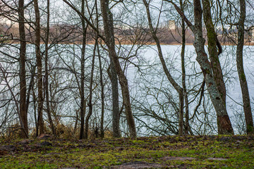tree tops in forest growing to the blue sky