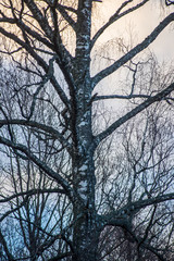 Obraz premium tree tops in forest growing to the blue sky