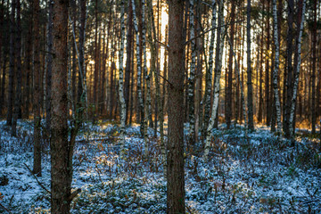 Fototapeta premium frost snowy forest trees in sunny day in winter