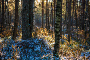 frost snowy forest trees in sunny day in winter