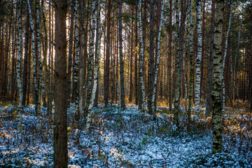 frost snowy forest trees in sunny day in winter