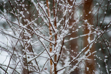 frost snowy forest trees in sunny day in winter