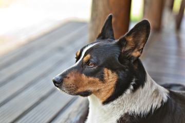 Naklejka na ściany i meble Dog breed Welsh Corgi Cardigan portrait on the porch
