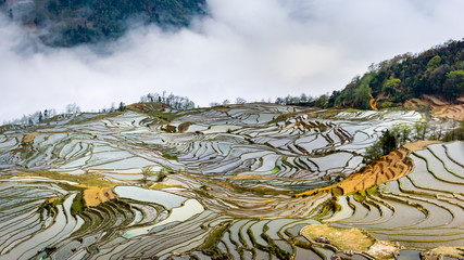 Rice terraces, foggy misty landscape, China