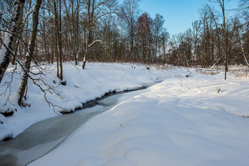 frost snowy forest trees in sunny day in winter