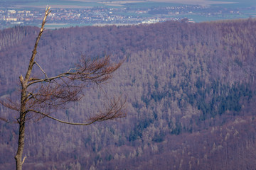 Tree in Owl Mountains Landscape Park, protected area in Lower Silesia Province of Poland