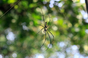 Golden orb spider (Nephila pilipes) large female insect on web