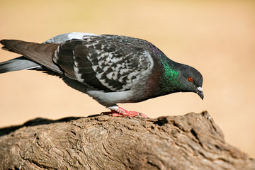 Feral Pigeon