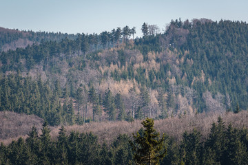 Forests in Owl Mountains Landscape Park, protected area in Lower Silesia Province of Poland