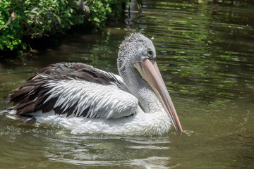 Australian pelican (Pelecanus conspicillatus) swimming in river