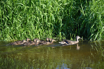 Naklejka na ściany i meble Family of ducks birds swims on the river water in summer