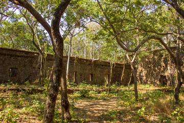 ancient abandoned castle in the green jungle overgrown with trees and grass