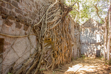 a huge banyan tree on a high wall of an abandoned ancient castle in the green jungle