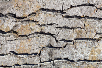 gray yellow bark of a poplar with deep relief and shadows close-up. natural surface texture