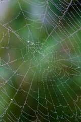 natural cobwebs spider web in morning light with dew drops