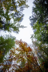 tree tops in forest growing to the blue sky