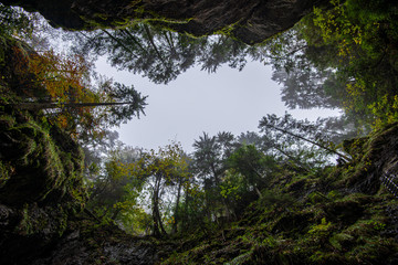 tree tops in forest growing to the blue sky