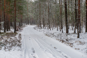 frost snowy forest trees in sunny day in winter