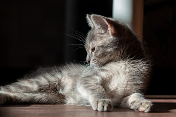 Fototapeta na wymiar Beautiful gray kitty, lying gracefully on the floor. Contrast light