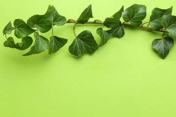 Abstract summer composition. frame of beautiful green ivy leaves and twig on a bright green background. top view. free place