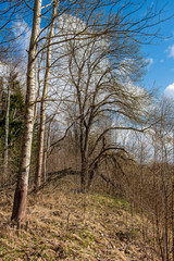 Fototapeta na wymiar dry old tree trunk stomp in nature