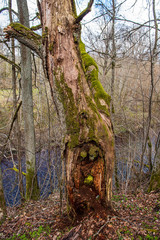 Fototapeta premium dry old tree trunk stomp in nature