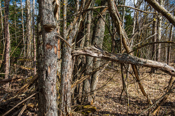 dry old tree trunk stomp in nature