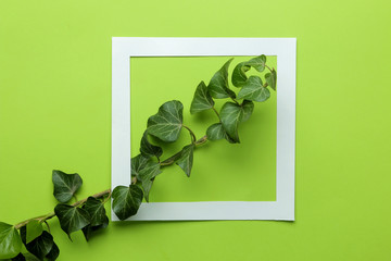 Abstract summer composition. frame of beautiful green ivy leaves and twig on a bright green background. top view. free place