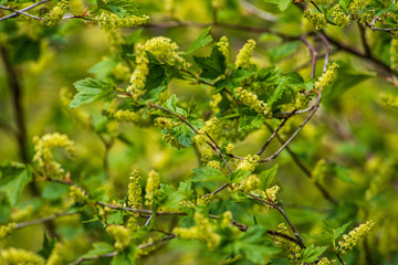 tree branches and leaves on blur background. abstract texture