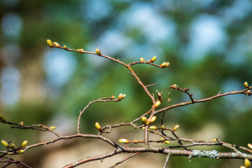 tree branches and leaves on blur background. abstract texture