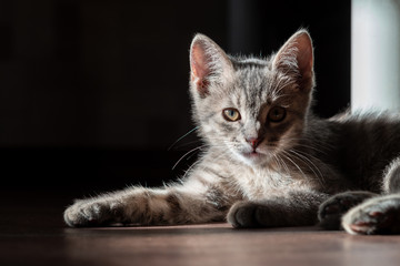 Beautiful gray kitty, lying gracefully on the floor. Contrast light