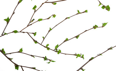 white background branches small leaves spring / isolated on white young branches with buds and leaves, spring frame