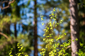 tree branches and leaves on blur background. abstract texture
