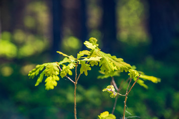 tree branches and leaves on blur background. abstract texture