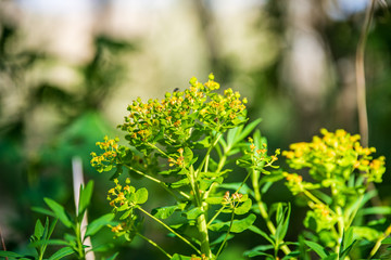tree branches and leaves on blur background. abstract texture