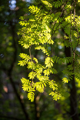 tree branches and leaves on blur background. abstract texture