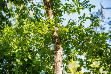 tree branches and leaves on blur background. abstract texture