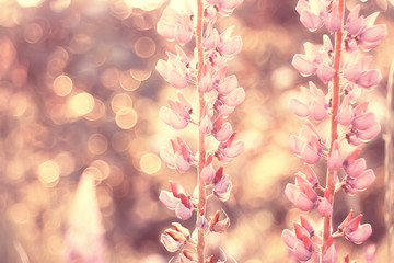 spring or summer flowers background / vintage toning nature landscape flowers