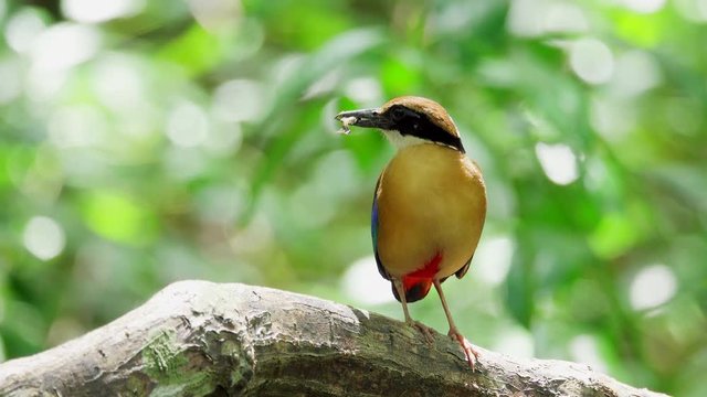Pitta in the wild with natural sunlight in background,over shoulder shot. Mangrove pitta bird perching on Rhizophora branch with crab in beak for feeding their new born babies in breeding season ,4K v