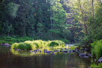 Fototapeta premium beautiful forest river in latvia in summer
