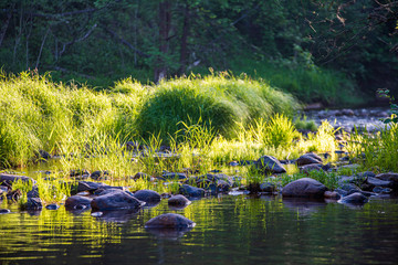 beautiful forest river in latvia in summer
