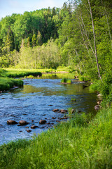 beautiful forest river in latvia in summer