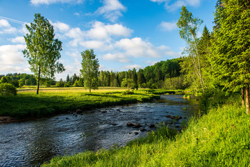 beautiful forest river in latvia in summer - obrazy, fototapety, plakaty