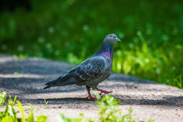 small bird in natural environment