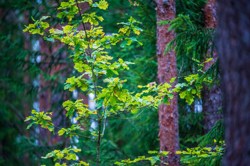 tree branches and leaves on blur background. abstract texture