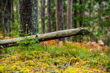 dry old tree trunk stomp in nature