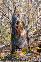 Obraz premium dry old tree trunk stomp in nature